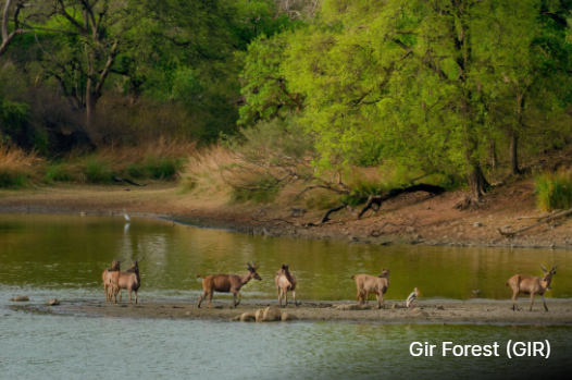 GIR Forest India